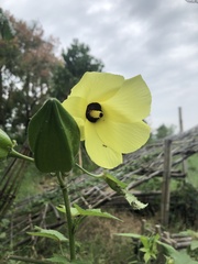 Abelmoschus moschatus