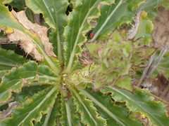 Berkheya armata