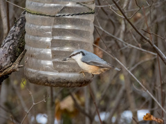 Sitta europaea europaea