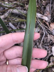 Dianella brevicaulis