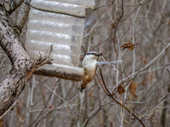 Sitta europaea europaea
