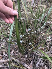 Dianella brevicaulis