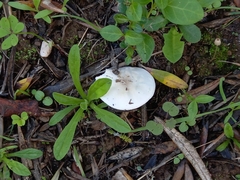 Volvopluteus gloiocephalus
