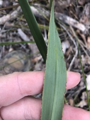 Dianella brevicaulis