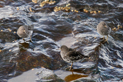 Calidris ptilocnemis
