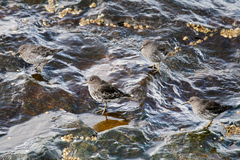 Calidris ptilocnemis