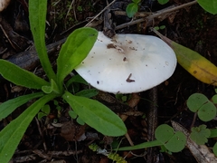 Volvopluteus gloiocephalus
