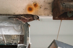 Leucosticte tephrocotis griseonucha
