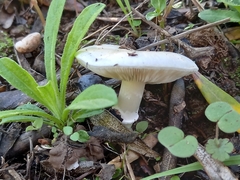 Volvopluteus gloiocephalus