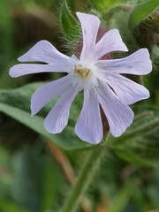 Silene × hampeana