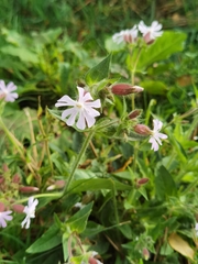 Silene × hampeana