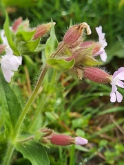 Silene × hampeana