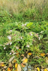 Silene × hampeana