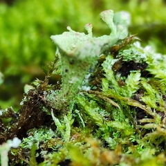 Cladonia humilis