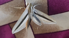 Theretra silhetensis