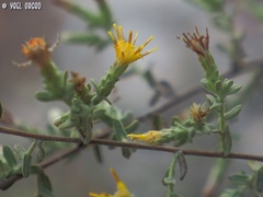 Chiliadenus iphionoides