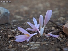 Colchicum hierosolymitanum