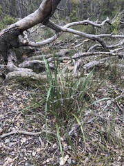 Dianella brevicaulis