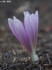 Colchicum hierosolymitanum