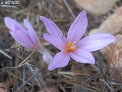 Colchicum hierosolymitanum