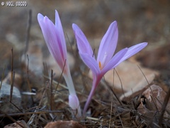 Colchicum hierosolymitanum