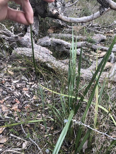 Image of Dianella brevicaulis by (c) Ruth Clark, some rights reserved (CC BY)