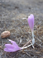 Colchicum hierosolymitanum