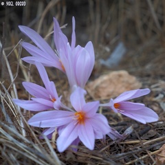 Colchicum hierosolymitanum