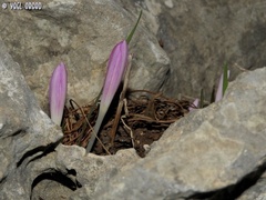 Colchicum stevenii