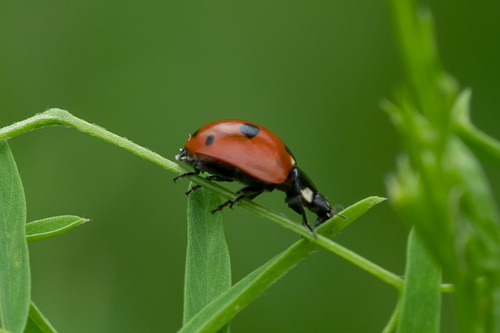 Penkiataškė boružė nuotrauka