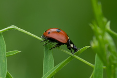 Coccinella quinquepunctata