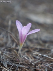 Colchicum stevenii