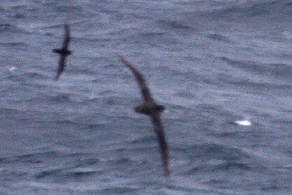 Short-tailed Albatross