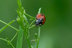 Coccinella quinquepunctata