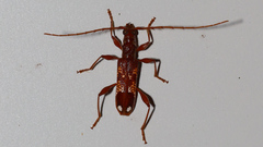 Coptocercus biguttatus