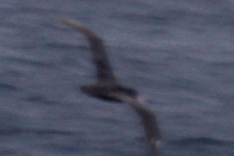 Short-tailed Albatross