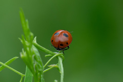 Coccinella quinquepunctata