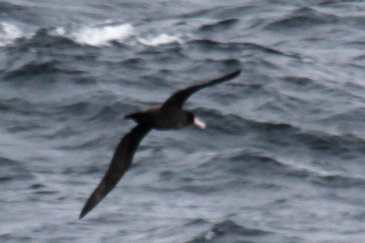 Short-tailed Albatross
