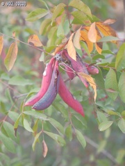 Baizongia pistaciae