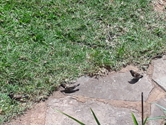 Spermestes cucullata