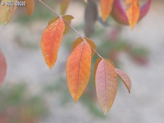 Pistacia terebinthus palaestina