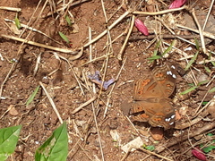 Junonia natalica natalica