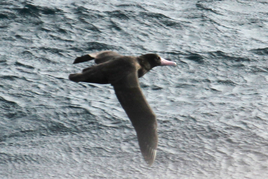 Short-tailed Albatross