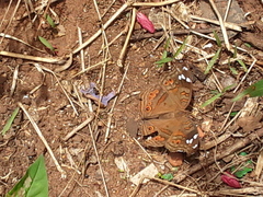Junonia natalica natalica