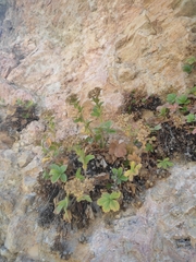 Potentilla caulescens