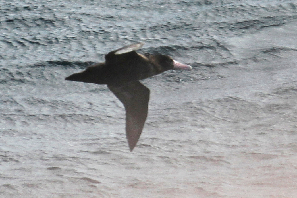 Short-tailed Albatross