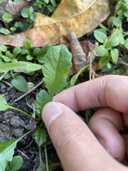 Capsella bursa-pastoris