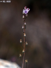 Prospero autumnale