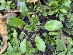 Capsella bursa-pastoris