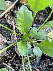 Capsella bursa-pastoris